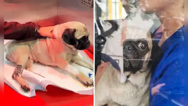 Caso Dachi: reparación de S/5.000 impuesta por juez no cubre ni los gastos de operación de perrita