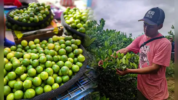 Precio del limón aumentó en 500%: ¿cuáles son las causas que originaron su escasez?