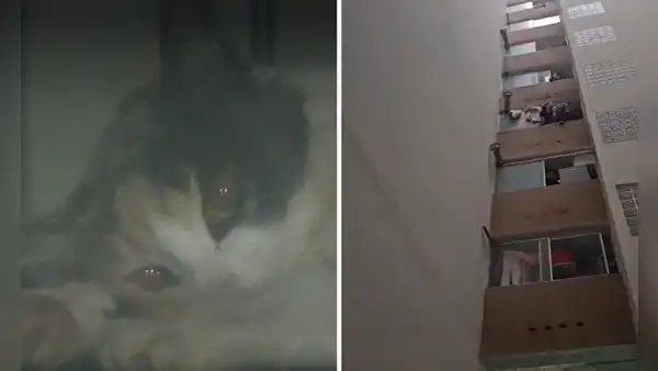 Encuentran a gatita herida: vecinos denuncian que fue lanzada del piso 13 de un edificio