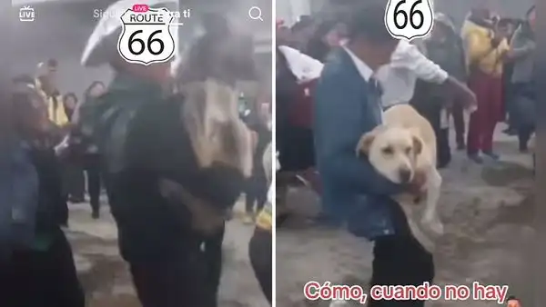 Llevan a 2 perritos a matrimonio en Huancayo e invitados creen que son regalos de boda