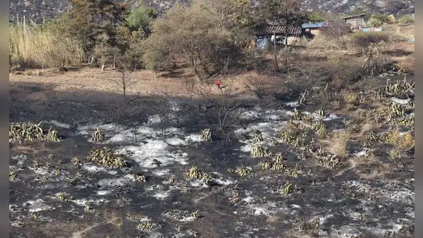 Incendios dejan campos destruidos en Cajamarca y San Martín