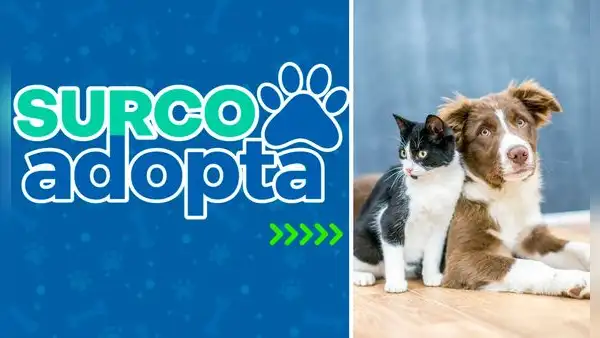 ¿Cómo adoptar una mascota? Surco lanza plataforma web para acoger a animales rescatados