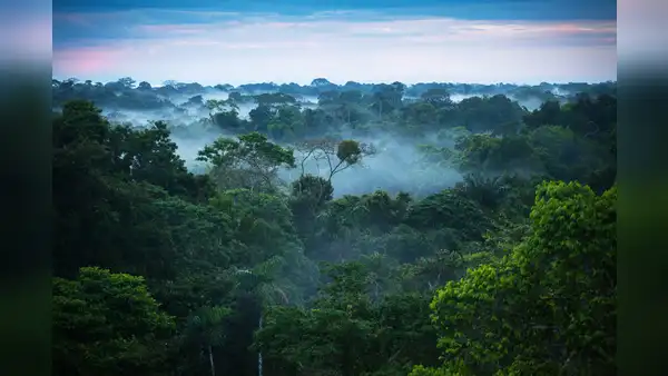 Bosques de Sudamérica pierden su capacidad de absorber CO2 por el fenómeno El Niño