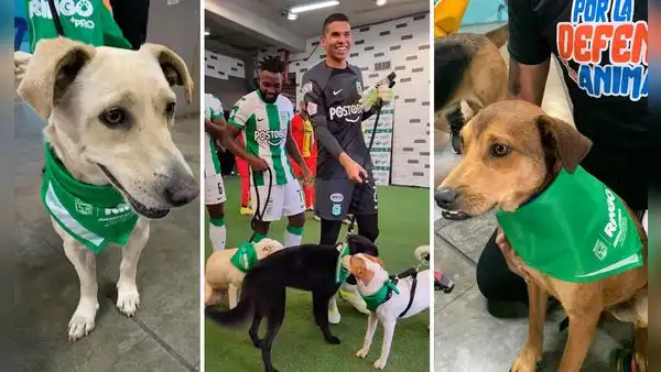 Futbolistas de Atlético Nacional tienen noble gesto con perros y video da la vuelta al mundo