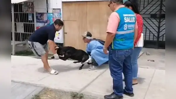 Perrito queda grave tras ser atacado con agua hirviendo en Nuevo Chimbote