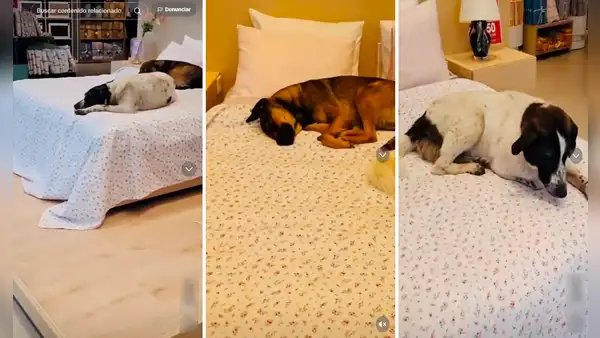 Perritos callejeros se meten a local de venta de colchones y duermen plácidamente sobre una cama