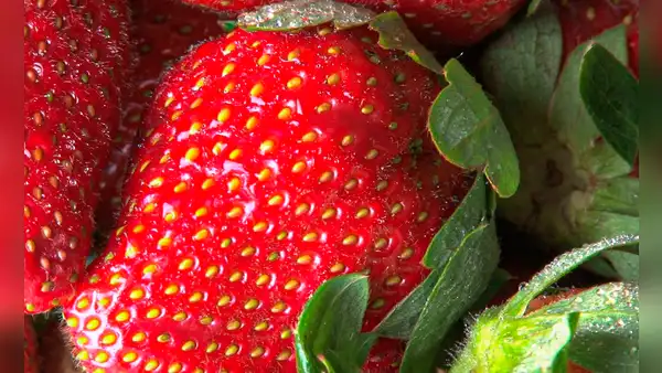 ¿Sabías que los puntos de las fresas no son semillas? Conoce para qué sirven