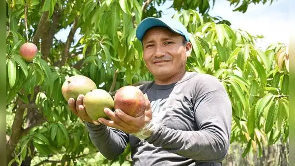 ¿El mango subirá de precio como el limón? Esto dicen productores de Piura