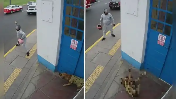 Callao: sujeto arroja piedra a perro que descansaba en caseta de serenazgo y le provoca un desmayo