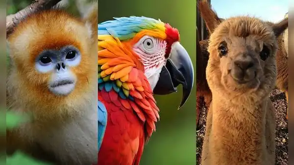 ¿Cuál es el animal más bonito del mundo según la inteligencia artificial?