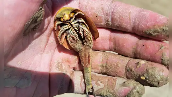 Camarones dinosaurio despertaron en el desierto de Nevada tras inundación