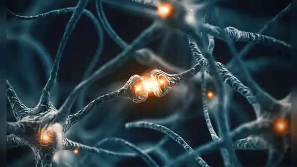 Nuevo tipo de célula descubierta en el cerebro podría ser clave contra el alzhéimer y el párkinson