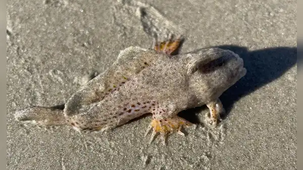 Extraño pez mano que se creía extinto aparece en una playa de Tasmania