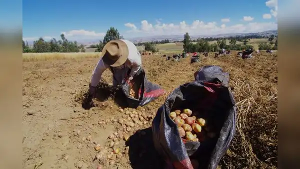 Congreso propone otorgar beneficios tributarios a productores agrarios