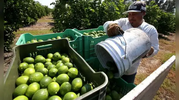 ¿Cómo salvamos al limón?