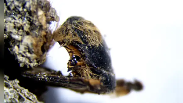 Hallan abejas momias de hace 3.000 años tan bien conservadas que se puede ver qué comieron