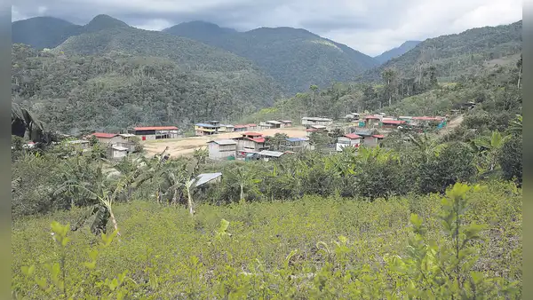Colonos cultivan hoja de coca en territorio asháninka