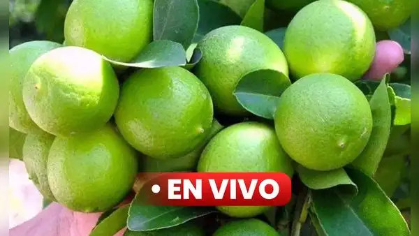 Precio del limón HOY sábado 16 de setiembre: cuánto cuesta el kilo en Lima y regiones del Perú
