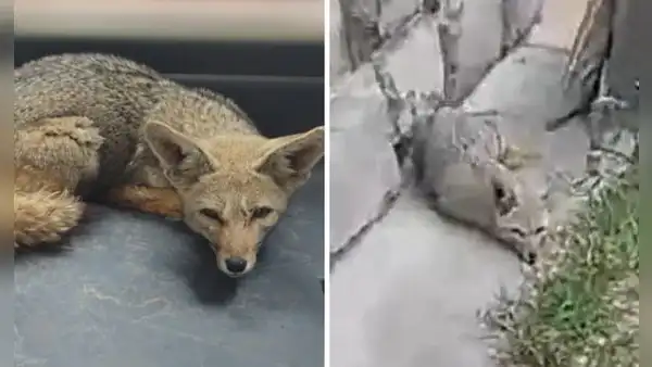 Serfor rescató a 'Run Run tacneño': zorro tiene signos de domesticación y maltrato