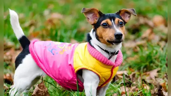 Esto es lo que pasa si le pones un suéter a tu perro en invierno