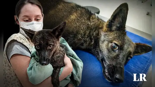 Descubren en Brasil un híbrido perro-zorro por primera vez en el mundo