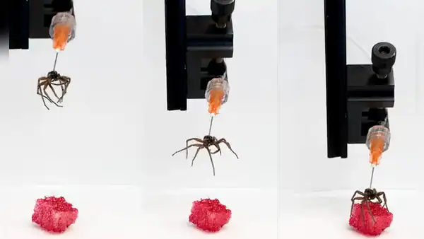 Científicos son premiados por 'resucitar' arañas muertas y convertirlas en cyborgs