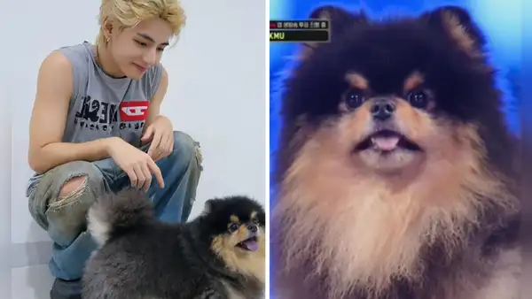 Taehyung de BTS: su perro Yeontan debutó en Corea y emociona a ARMY en redes