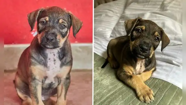 Animalista busca adopción de perrita que fue arrojada de un carro en movimiento en el Callao