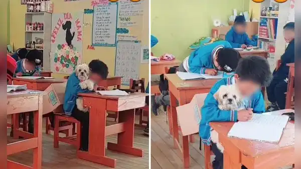 Docente conmueve al dejar que alumno haga clases con su perrito en Huánuco: "Te estás esforzando"