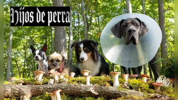 VER 'Hijos de perra' (2023), película completa en español latino [ONLINE GRATIS]
