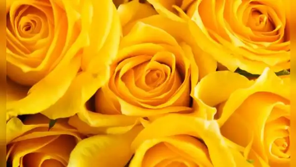 50 frases de flores amarillas para dedicar este 21 de septiembre
