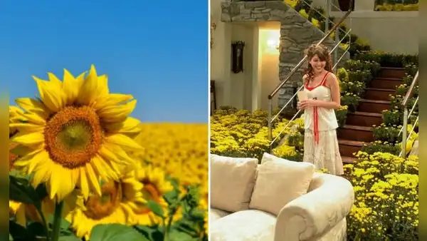 ¿Por qué se regalan flores amarillas el 21 de setiembre y cuál es su relación con 'Floricienta'?