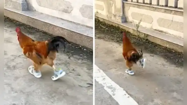 Gallo que corre con sandalias en plena calle se vuelve VIRAL y en REDES reaccionan: “Tierno y cool”
