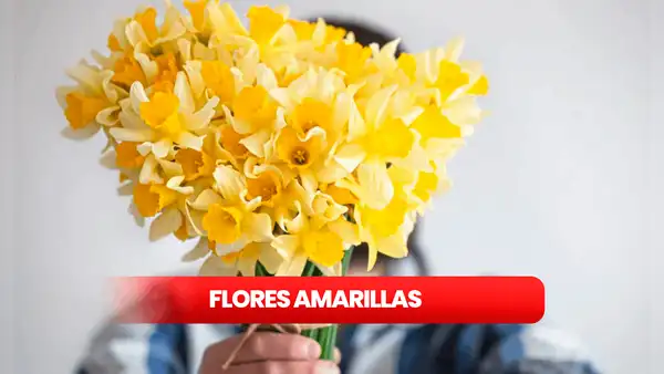 La razón por la que se regalan FLORES AMARILLAS en septiembre: origen y la relación con 'Floricienta'