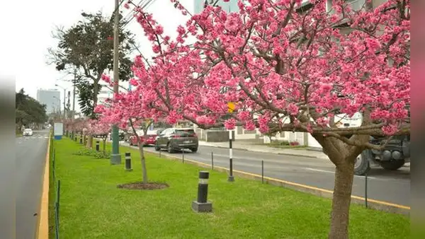 Primavera en Lima 2023: ¿cómo será el clima en esta nueva estación? Esto informa Senamhi