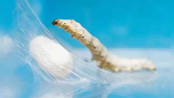Científicos chinos crean gusanos mutantes capaces de producir seda de araña ultrarresistente