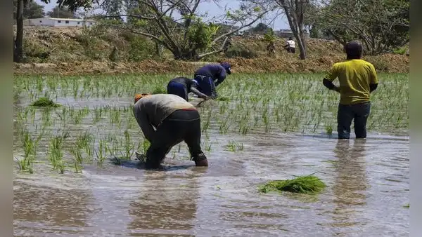 Recomiendan reducir 30% de cultivos por falta de agua en Arequipa