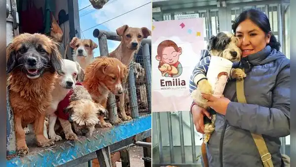 Peruana dejó su profesión para cuidar más de 200 perros: invertí todos mis ahorros y hoy soy ambulante