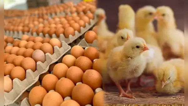 Aprueban requisitos para importar huevos y pollitos desde Brasil: ¿cuáles son las condiciones a cumplir?