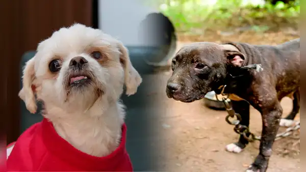 Veterinario denuncia que PERROS son robados y son usados para crueles entrenamientos en Lima