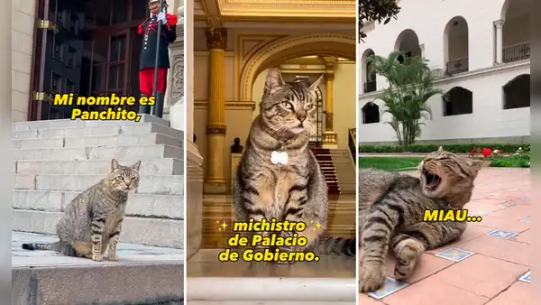 Gato adoptado por el Palacio de Gobierno del Perú causa sensación en redes: "Panchito, el nuevo michistro"