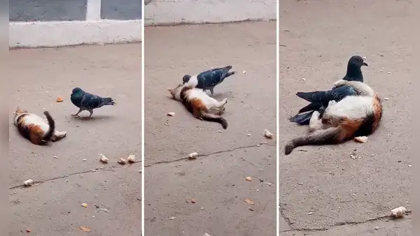 La insólita amistad entre una paloma y un gato enamora en REDES: ¡Maravilloso!