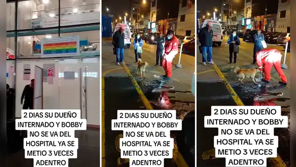 Perrito pasa 2 días afuera de hospital de Lima esperando que salga su dueño: “El verdadero amigo fiel”