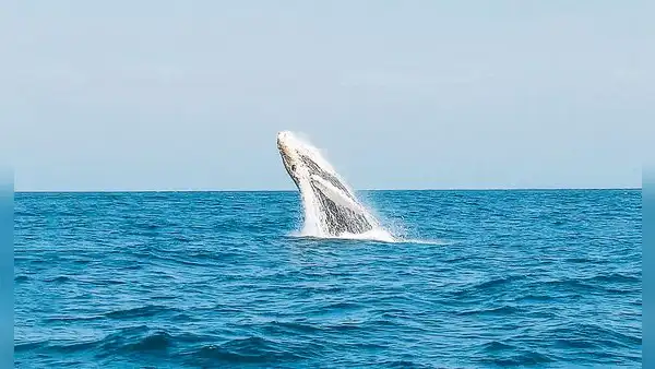 Reserva Nacional Mar Tropical de Grau: prepublican decreto que crea nueva área protegida