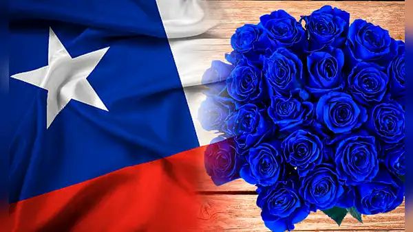 ¿Por qué se regalan flores azules en Chile y cuándo debes entregarlas?