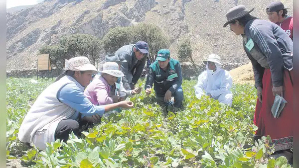 Fondo de hasta S/10 millones para indemnizar a agricultores