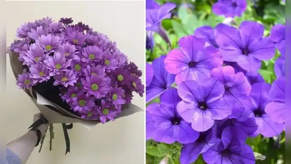 Lo ultimo de por qué se regalan flores moradas el 9 de octubre