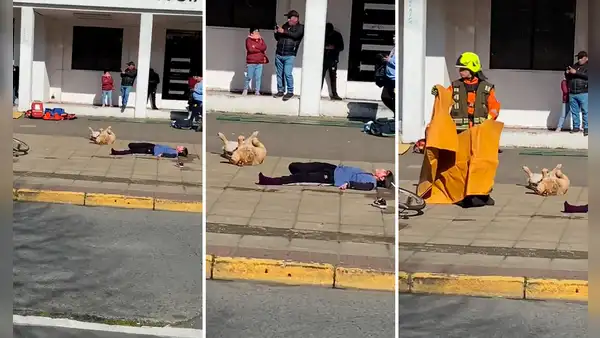 Perrito se hace el muerto durante simulacro de choque y usuarios reaccionan: “Un Oscar para Firulais”