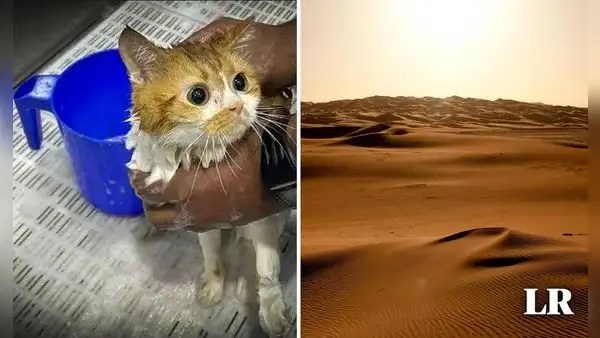 Más de 140 gatos son abandonados en desierto de Abu Dabi, bajo temperaturas de hasta 40 grados