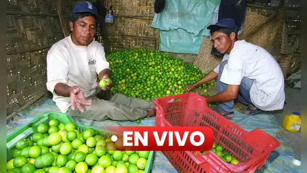 Precio del limón HOY 12 de octubre: ¿cuánto cuesta el kilo en Lima y regiones del Perú?